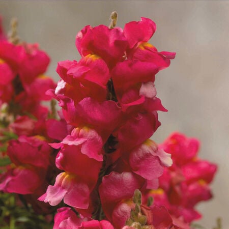 Rose Floral Showers, (F1) Snapdragon Seeds - Packet image number null